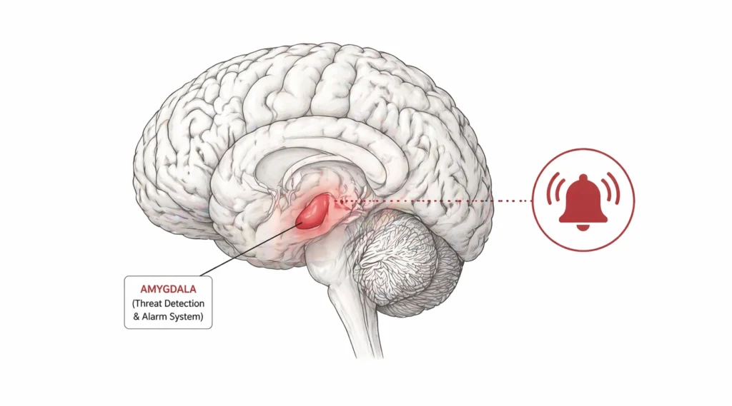 Minimal illustration of human brain highlighting amygdala with alarm symbol indicating threat response