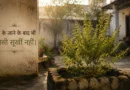 Green tulsi plant in old Indian courtyard during morning sunlight