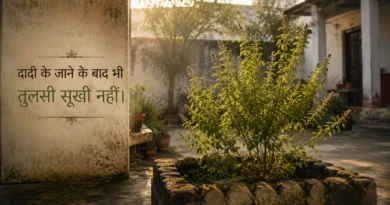 Green tulsi plant in old Indian courtyard during morning sunlight